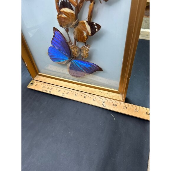 Framed Butterfly Display With Gold Frame & Natural Dried Stalks - Picture 14 of 16